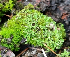 Cladonia ochrochlora