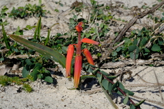 Lachenalia bulbifera