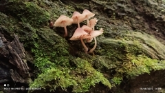 Mycena haematopus