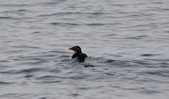 Cerorhinca monocerata