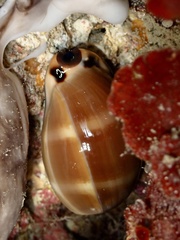 Luria lurida