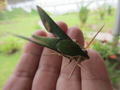 Xylophanes chiron