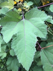 Xanthium strumarium