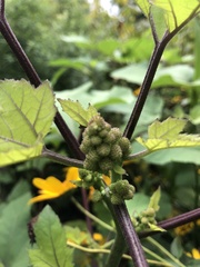 Xanthium strumarium