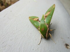 Xylophanes chiron
