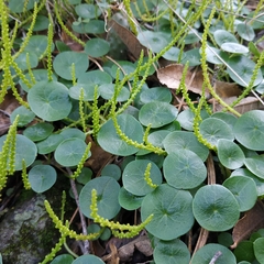 Peperomia bracteata