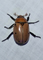 Pelidnota punctata