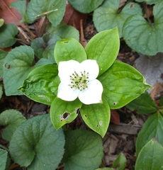 Cornus canadensis