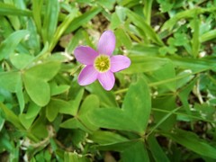 Oxalis latifolia