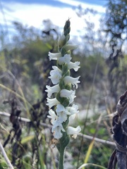 Spiranthes arcisepala
