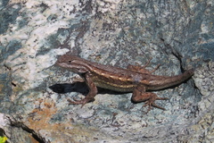 Sceloporus cowlesi