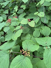 Viburnum lantanoides