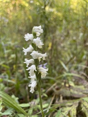 Spiranthes arcisepala