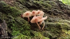 Mycena haematopus