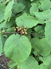 Viburnum lantanoides
