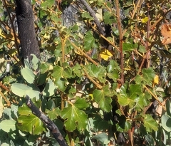 Fremontodendron mexicanum
