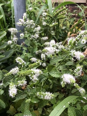 Mentha suaveolens