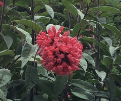 Cestrum fasciculatum