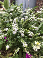 Mentha suaveolens