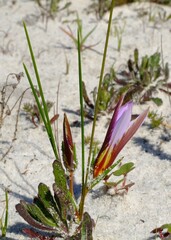 Romulea schlechteri