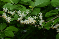 Pterostyrax corymbosus