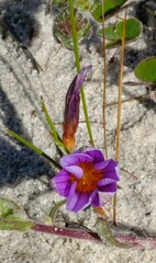 Romulea schlechteri