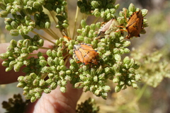 Carpocoris mediterraneus atlanticus