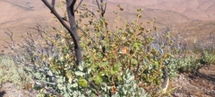 Fremontodendron mexicanum