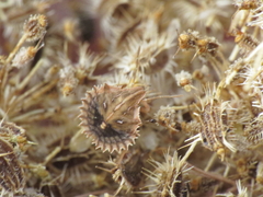 Ancyrosoma leucogrammes