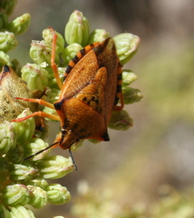 Carpocoris mediterraneus atlanticus