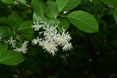 Pterostyrax corymbosus
