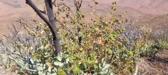 Fremontodendron mexicanum