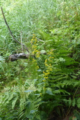 Solidago macrophylla