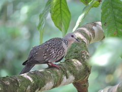 Streptopelia chinensis