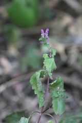 Lamium maculatum