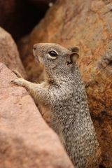 Otospermophilus variegatus
