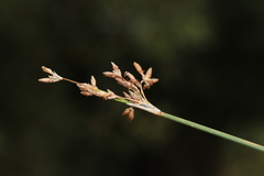 Schoenoplectus lacustris