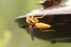 Polistes flavus