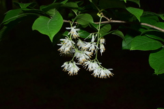Pterostyrax corymbosus