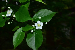 Photinia parvifolia