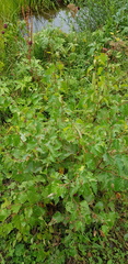 Betula fruticosa