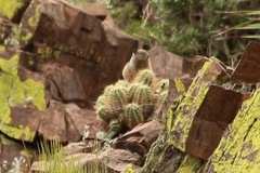 Otospermophilus variegatus