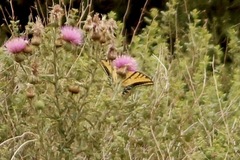 Papilio multicaudata