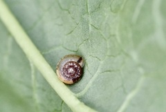 Hygromia cinctella