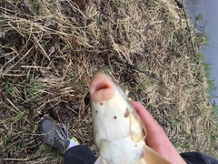 Moxostoma macrolepidotum