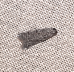 Phycitodes reliquellum