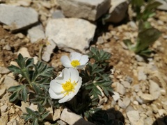 Ranunculus seguieri seguieri