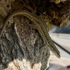 Podarcis siculus