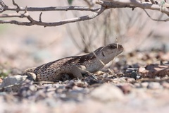 Dipsosaurus dorsalis