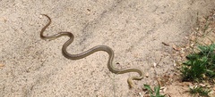 Zamenis longissimus